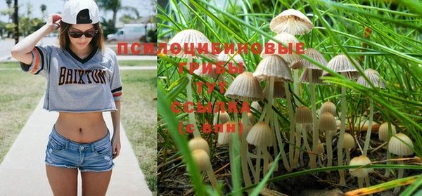 индика Богородицк
